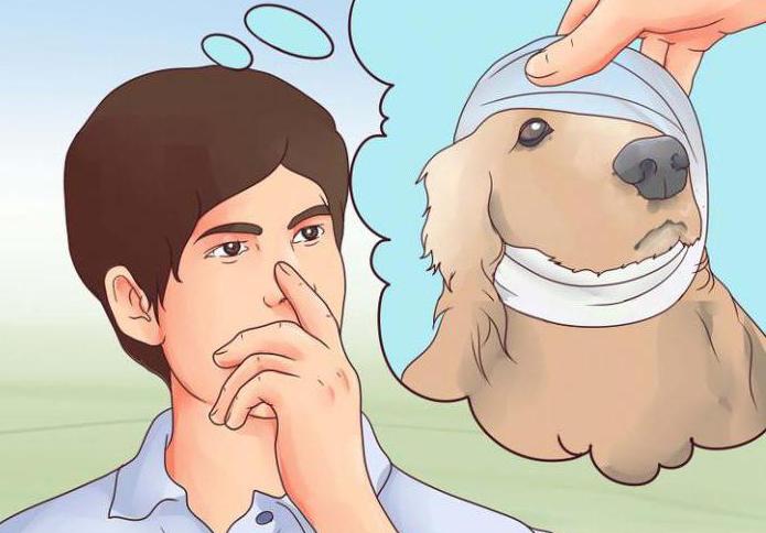 уши спаниеля