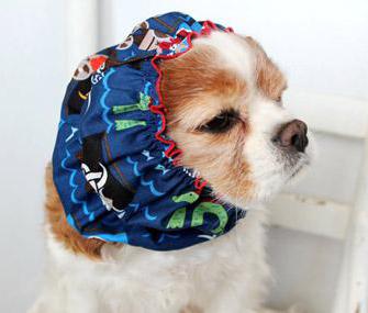 собака трясет ушами