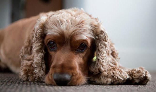 как почистить уши собаке