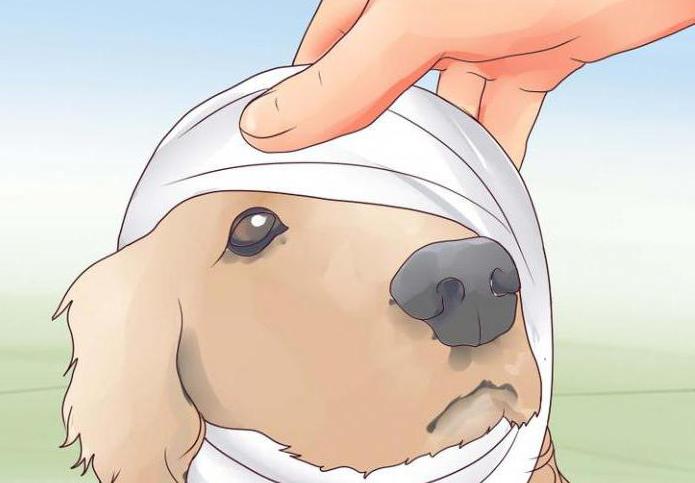 охотничья собака с длинными ушами