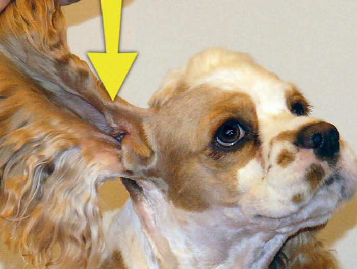 у собаки болит ухо