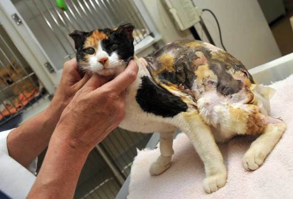 Химический ожог кожи у кошки