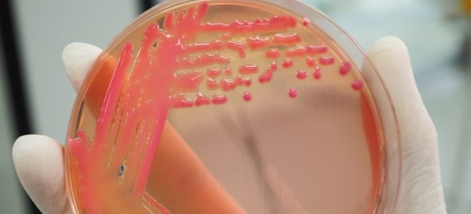 Чем опасна Klebsiella pneumoniae Чем опасна Klebsiella pneumoniae