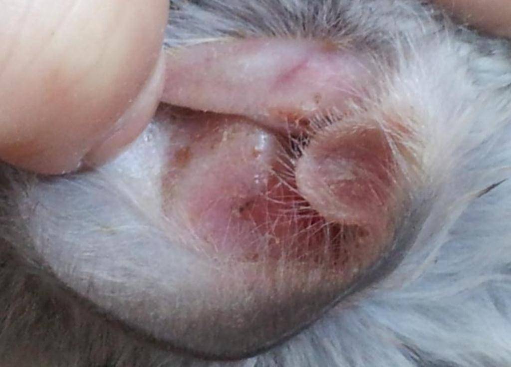 Народные средства от отита у кошек в домашних условиях