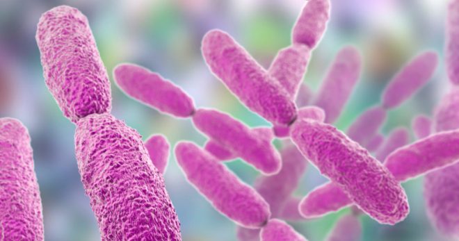Klebsiella pneumoniae – что это такое, чем опасна бактерия и как от нее избавиться?