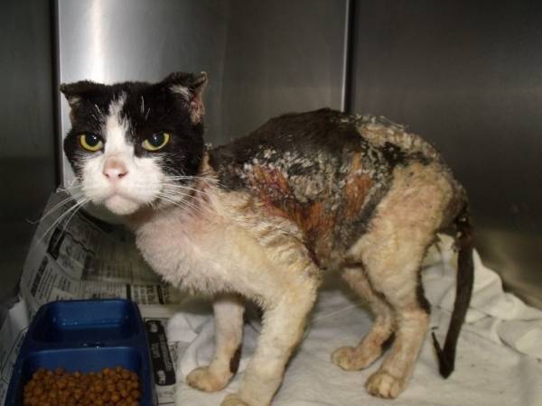 Химический ожог кожи у кошки