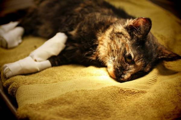 Химический ожог кожи у кошки