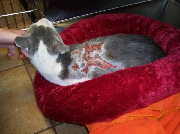 Химический ожог кожи у кошки