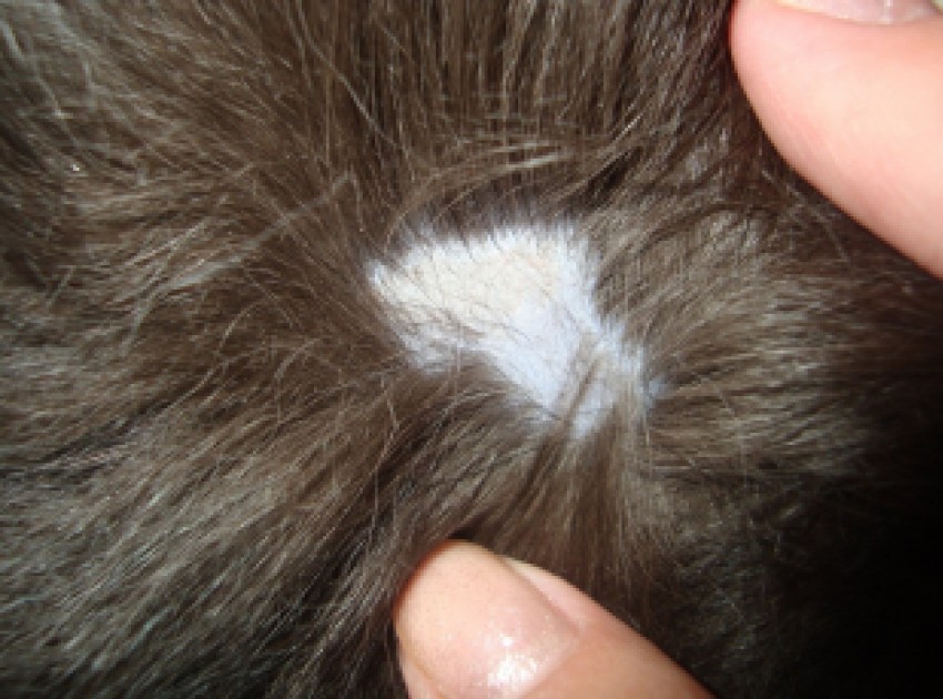 Как выглядит лишай: 130 фото основных видов и форм заболевания. Видео рекомендации по лечению разных стадий болезни