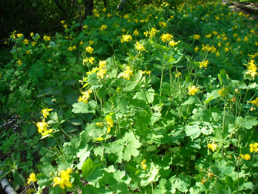 Свойства чистотела: полезные свойства, противопоказания и рецепты на основе чистотела. Применение чистотела при кожных заболеваниях (125 фото)