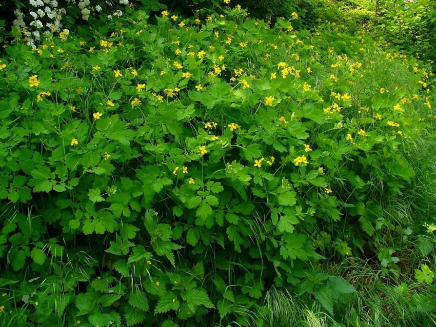 Свойства чистотела: полезные свойства, противопоказания и рецепты на основе чистотела. Применение чистотела при кожных заболеваниях (125 фото)