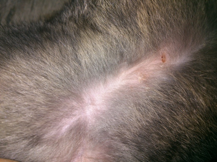 Виды лишая: 110 фото, медицинское описание, первые признаки и методы лечения заболевания