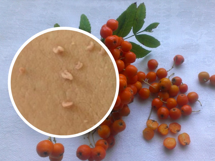 Вывести бородавки в домашних условиях - удаление бородавки своими руками. Пошаговая инструкция и отзывы о самых эффективных методах (130 фото + видео)