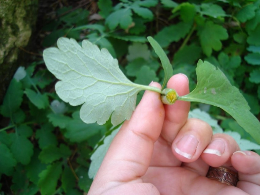 Чистотел от бородавок: пошаговая инструкция по применению и оценка врачами эффективности метода (95 фото)